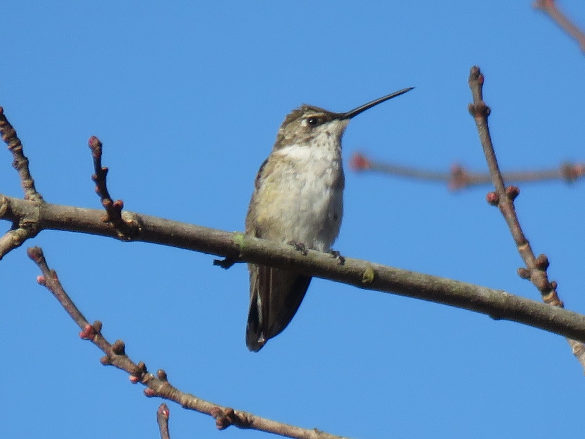 Black-chinned Hummingbird - ML190097101