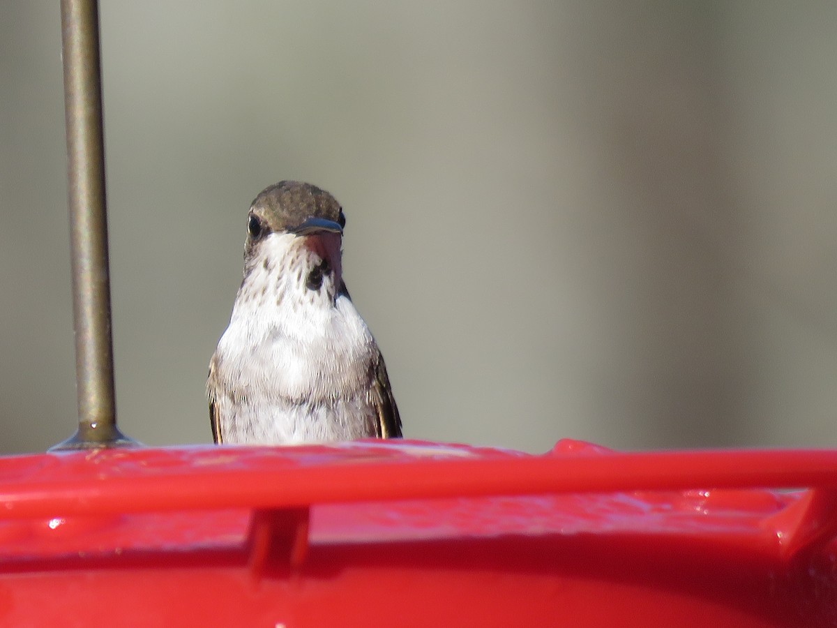 Black-chinned Hummingbird - ML190097141