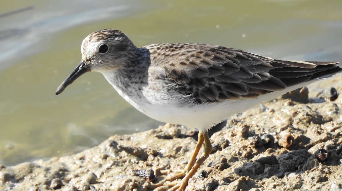 Least Sandpiper - Gillian Kirkwood