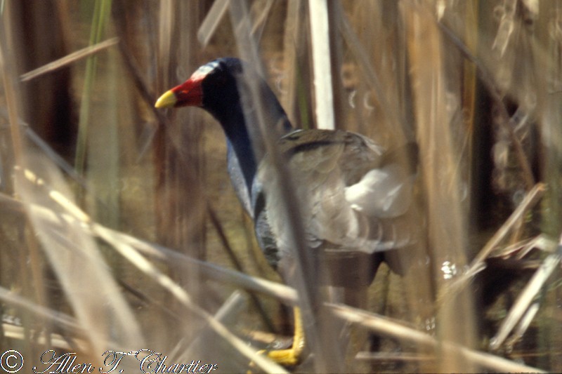 Purple Gallinule - ML190098531