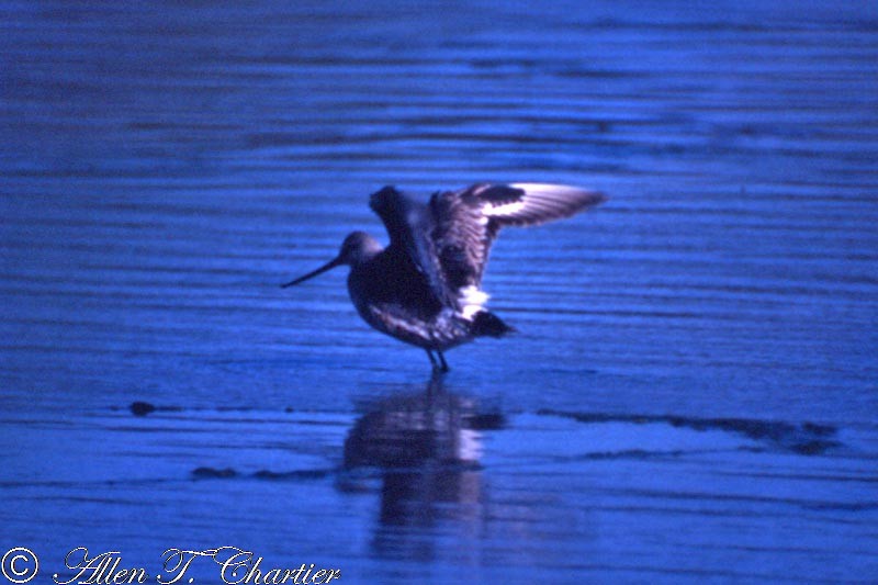 Hudsonian Godwit - ML190099031