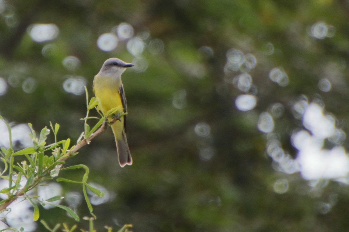 Tropical Kingbird - ML190100151