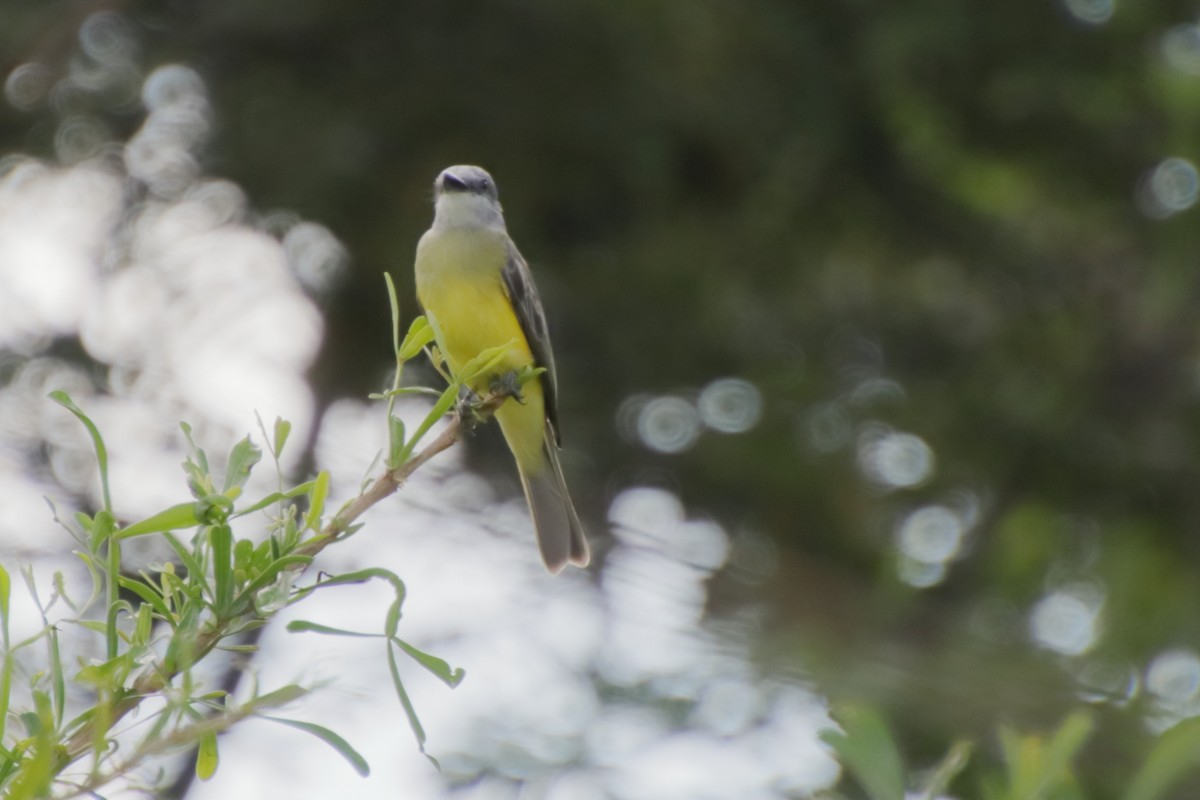 Tropical Kingbird - ML190100161