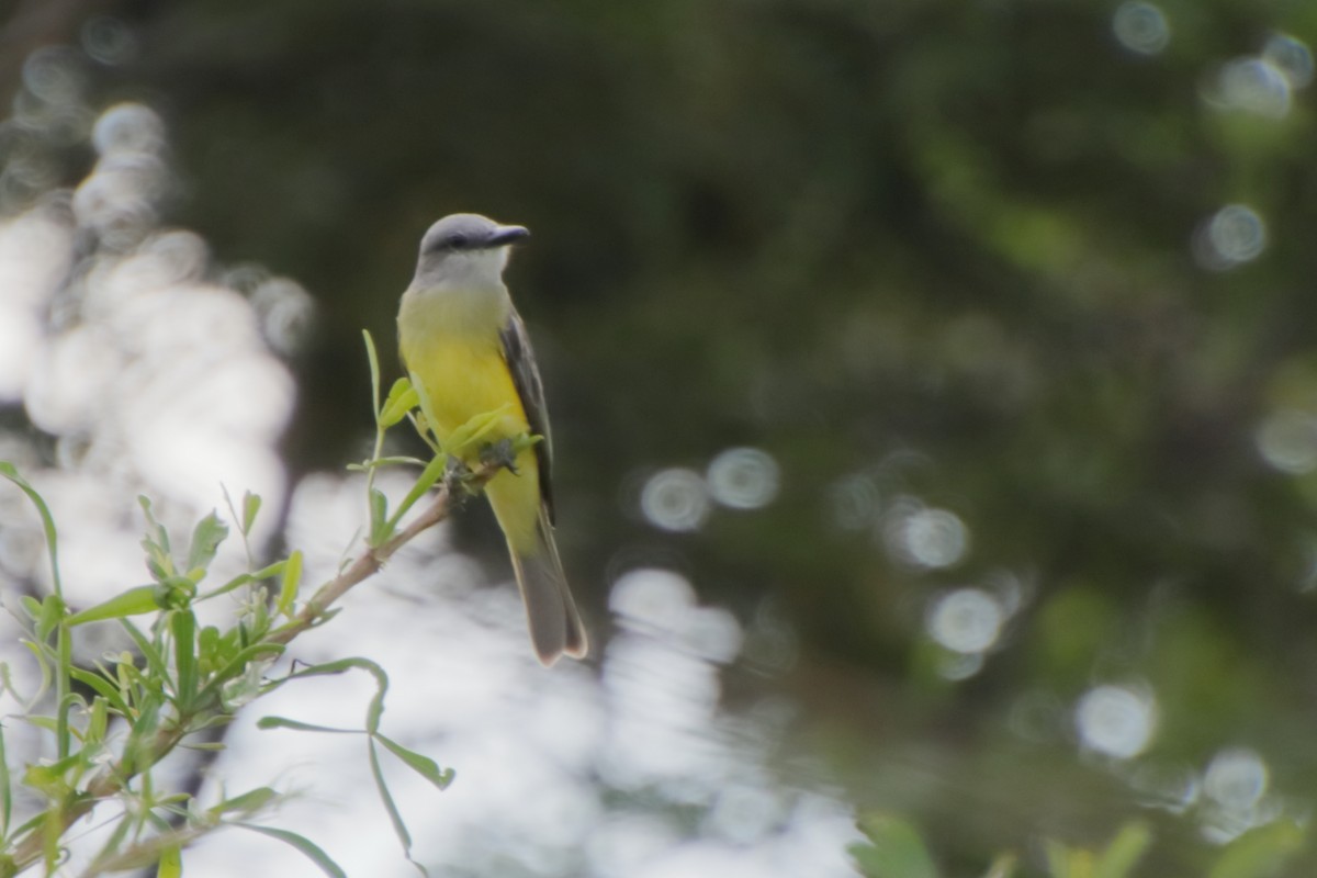 Tropical Kingbird - ML190100181