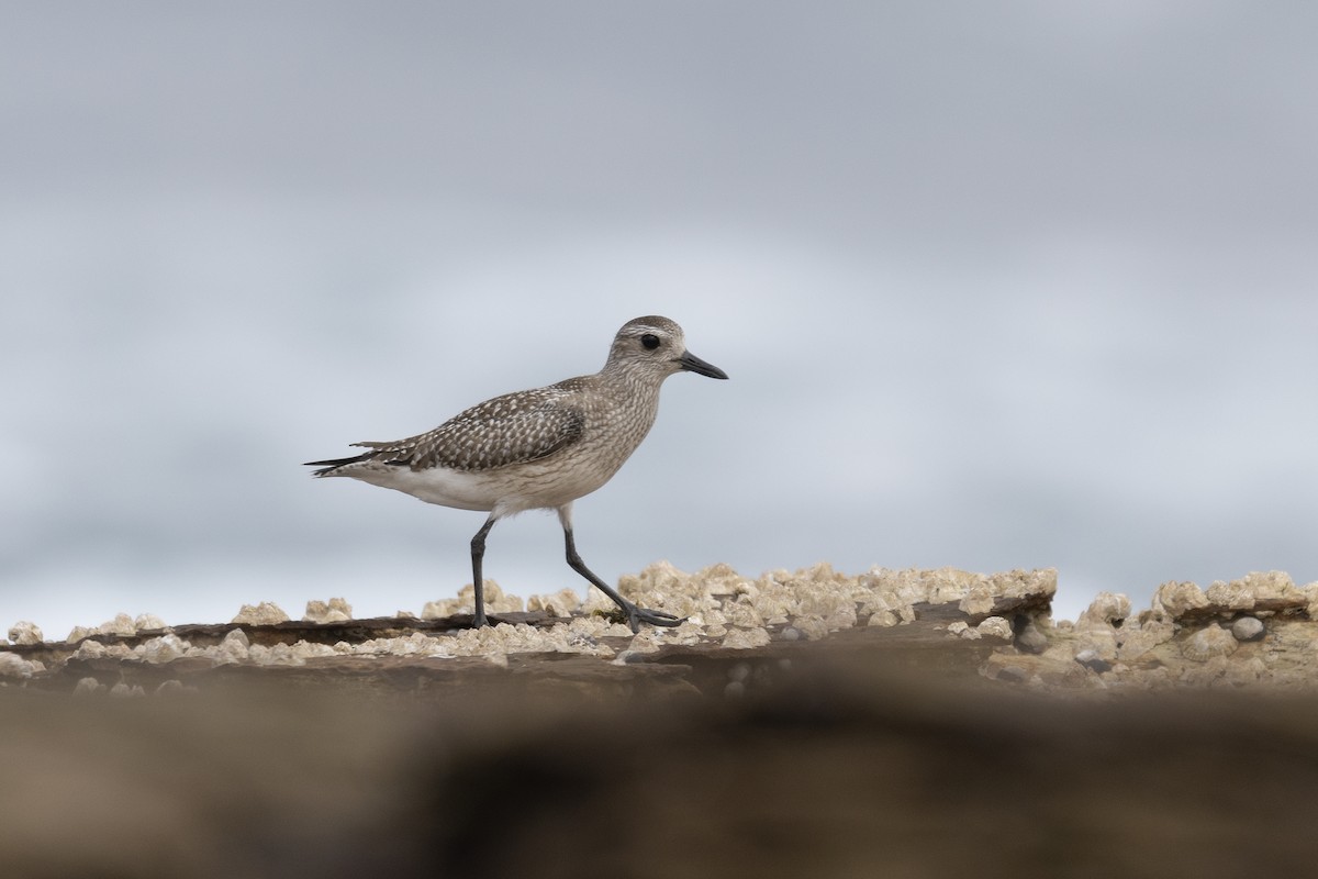 Black-bellied Plover - ML190100401