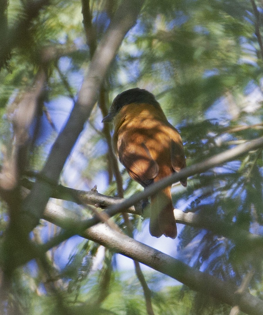 Rose-throated Becard - Jim Hengeveld