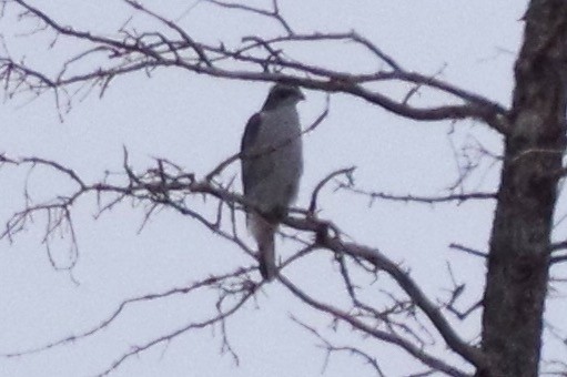 American Goshawk - Clayton Gallaway