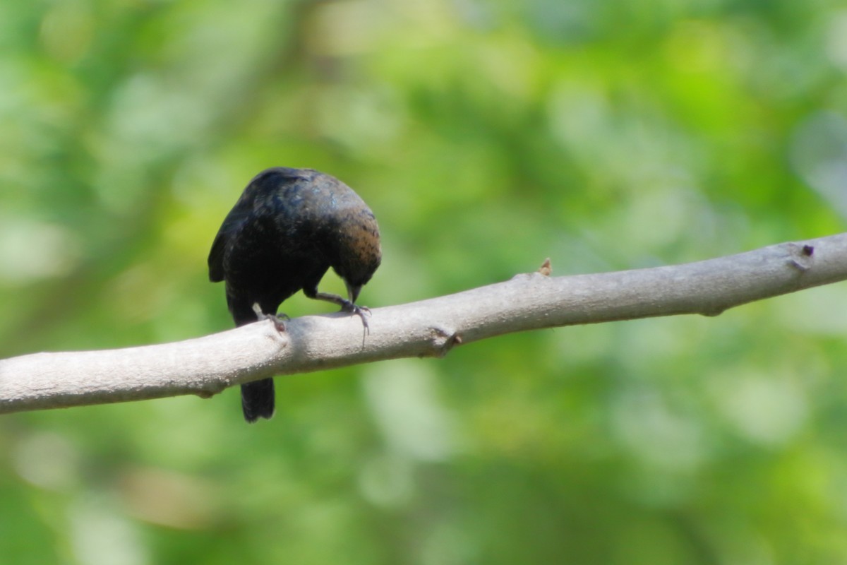 Blue-black Grassquit - ML190102981