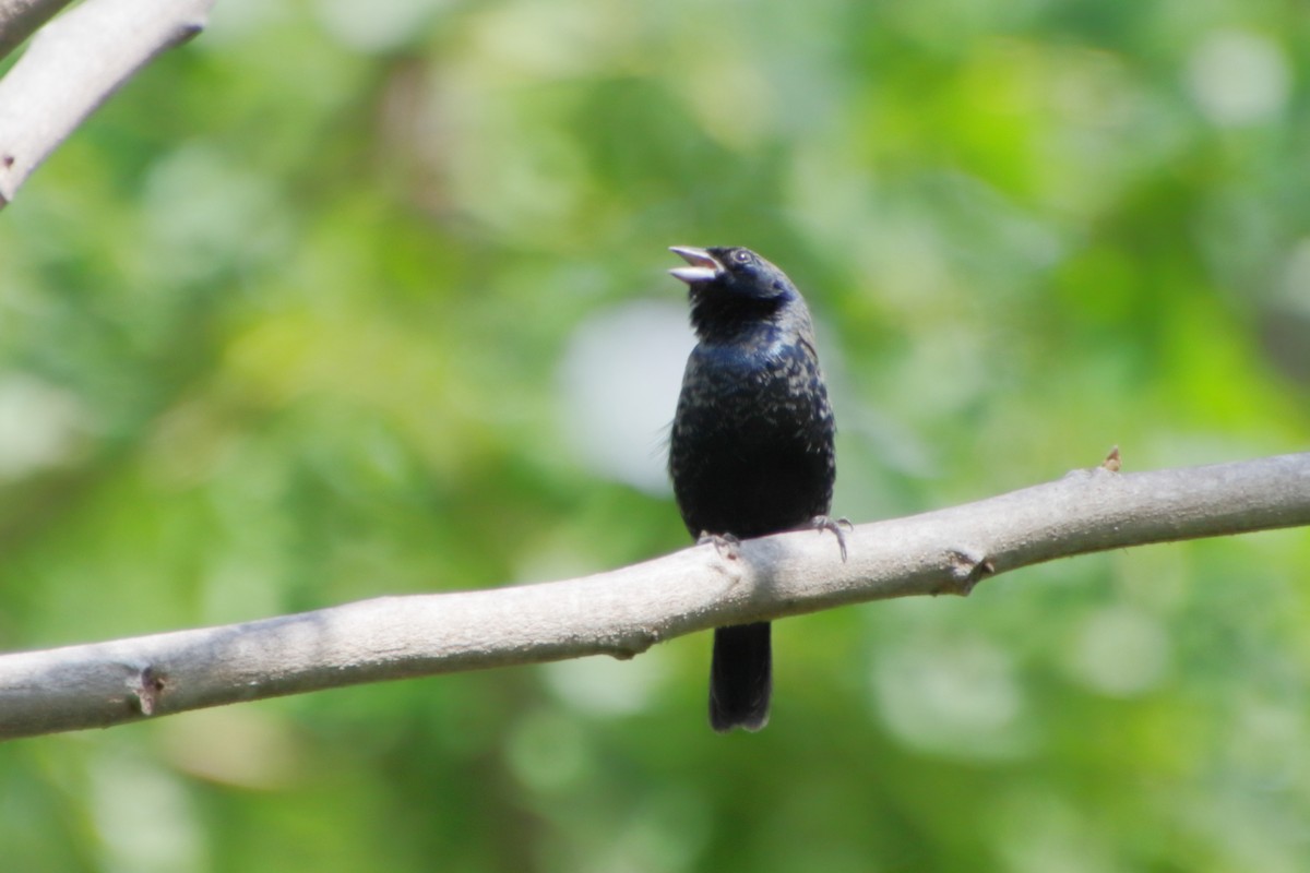 Blue-black Grassquit - ML190102991