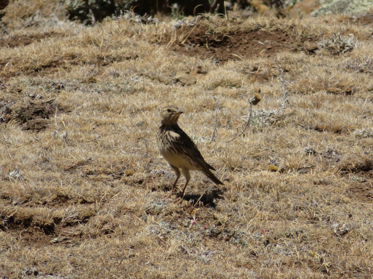 Large-billed Lark - ML190103041