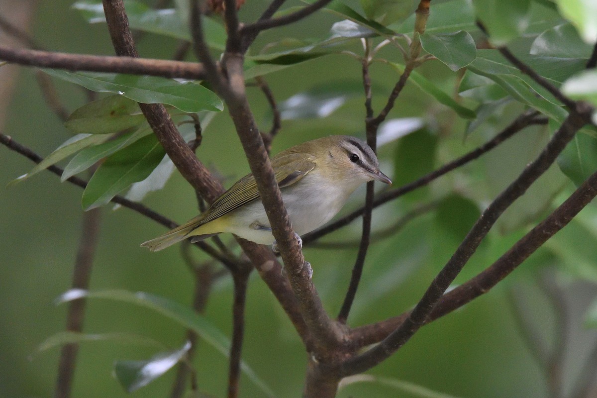 Red-eyed Vireo - ML190103191