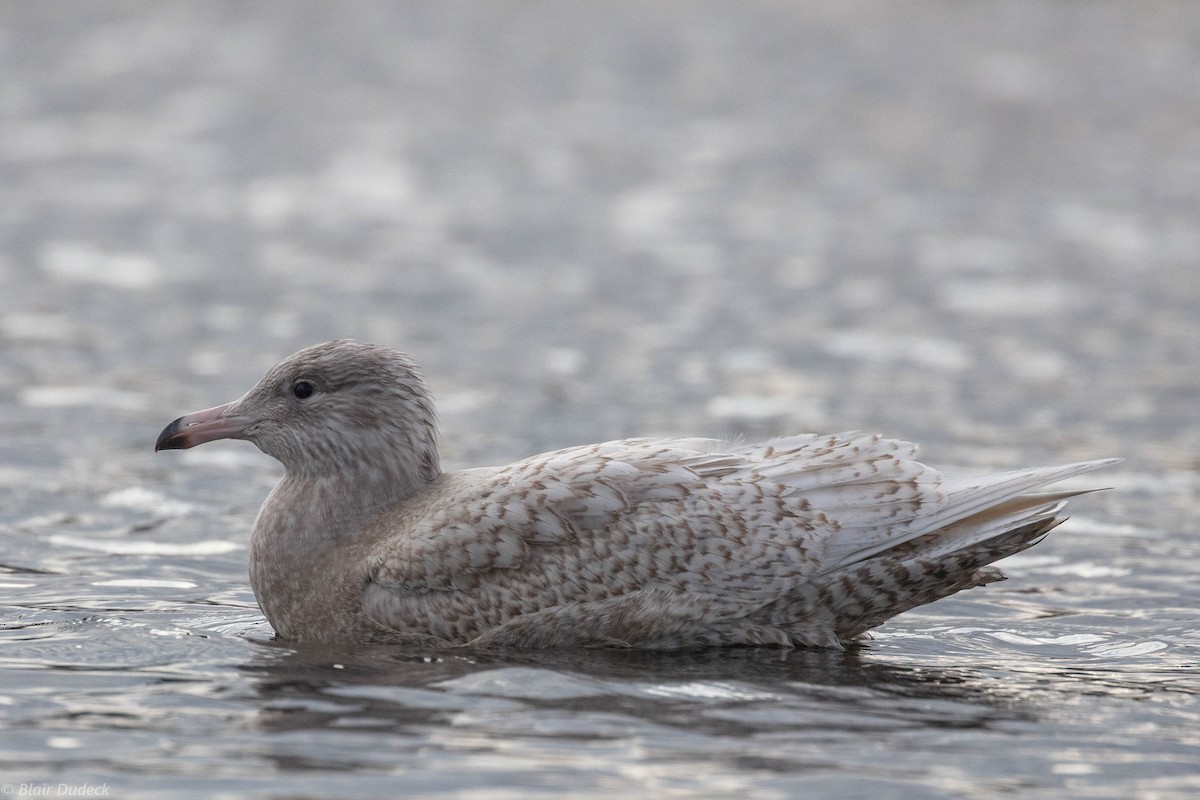 Glaucous Gull - ML190103621