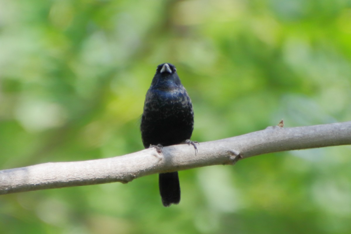 Blue-black Grassquit - ML190103781