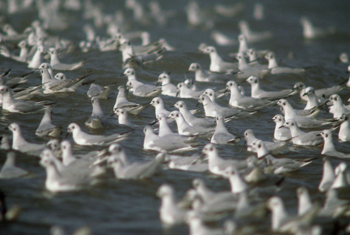 Bonaparte's Gull - ML190104091