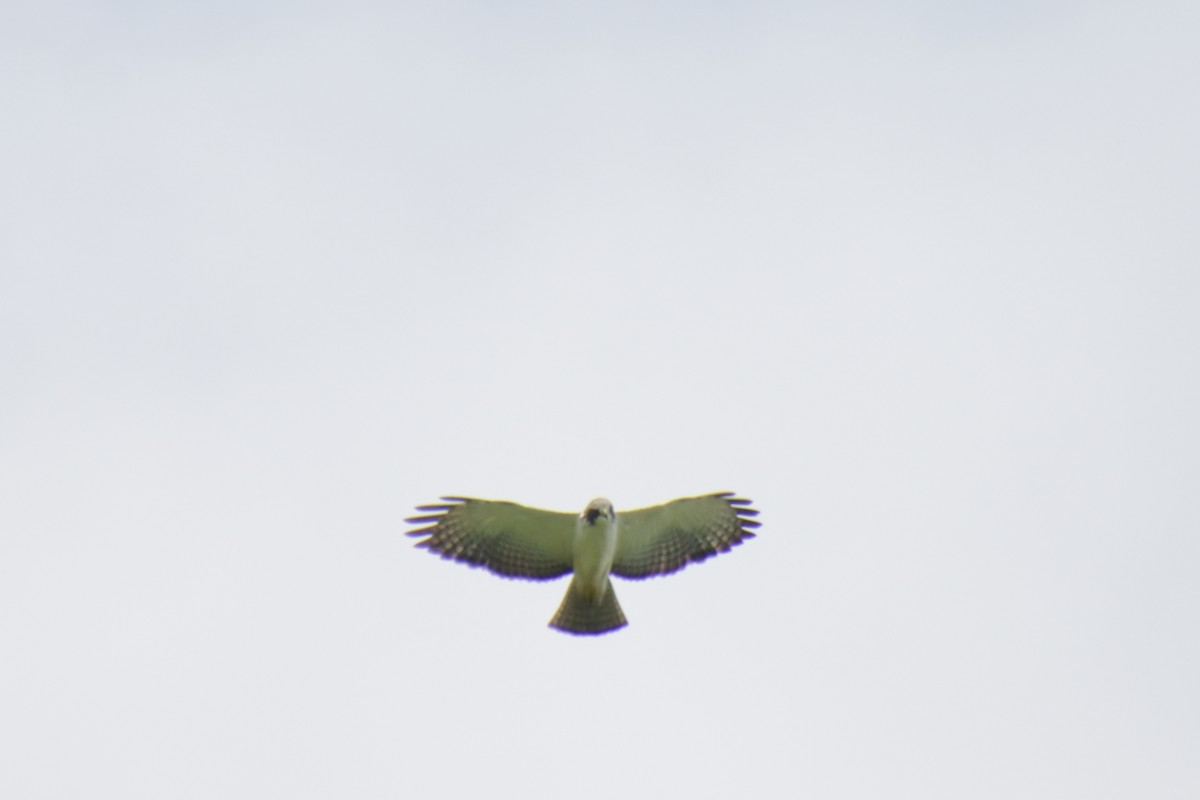 Short-tailed Hawk - ML190104371