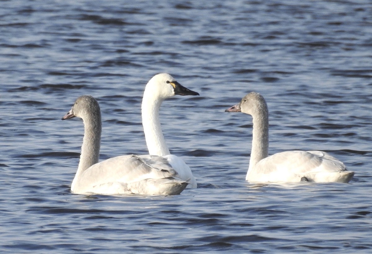 Tundra Swan (Whistling) - Candy Giles