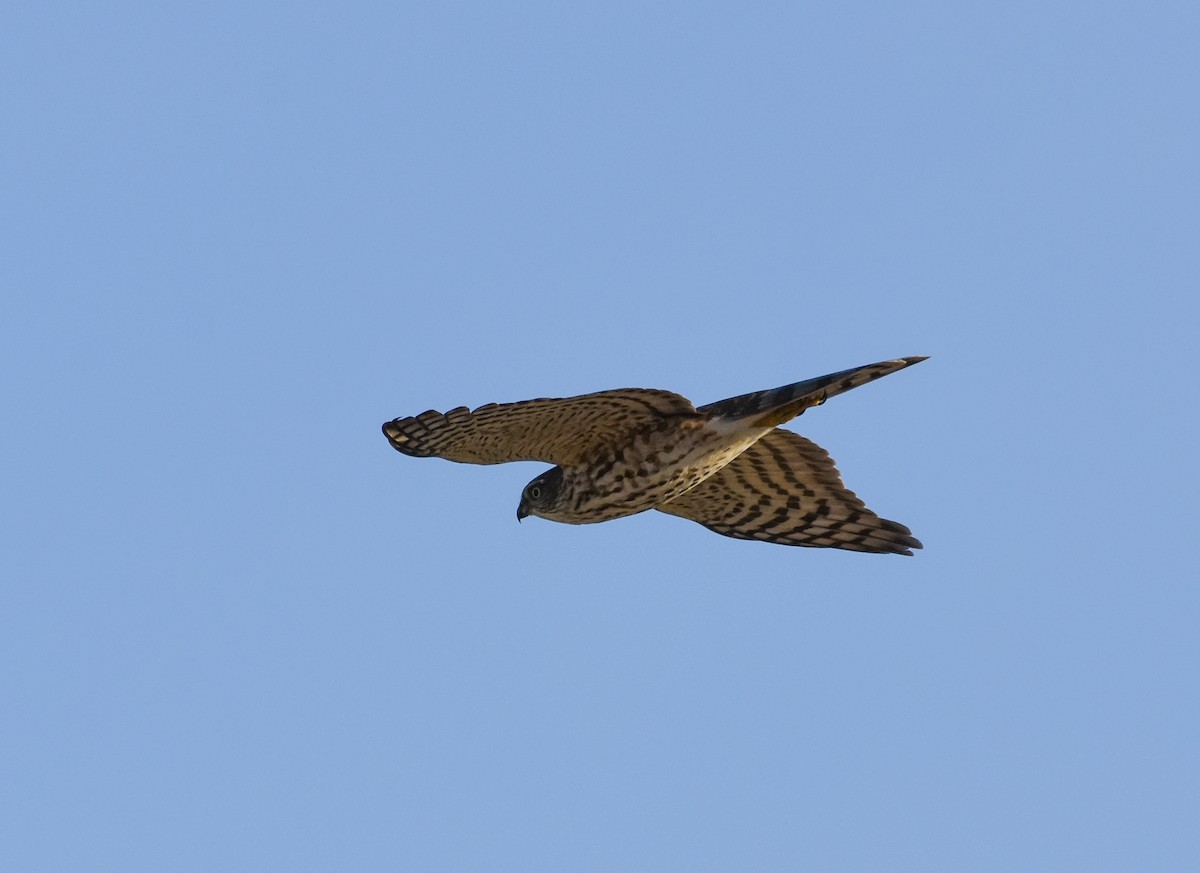 Sharp-shinned Hawk - Mauricio López