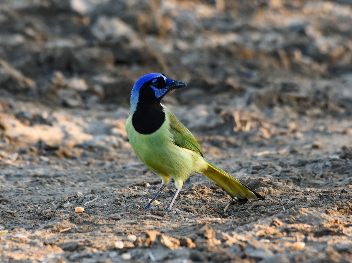 Green Jay - Mauricio López