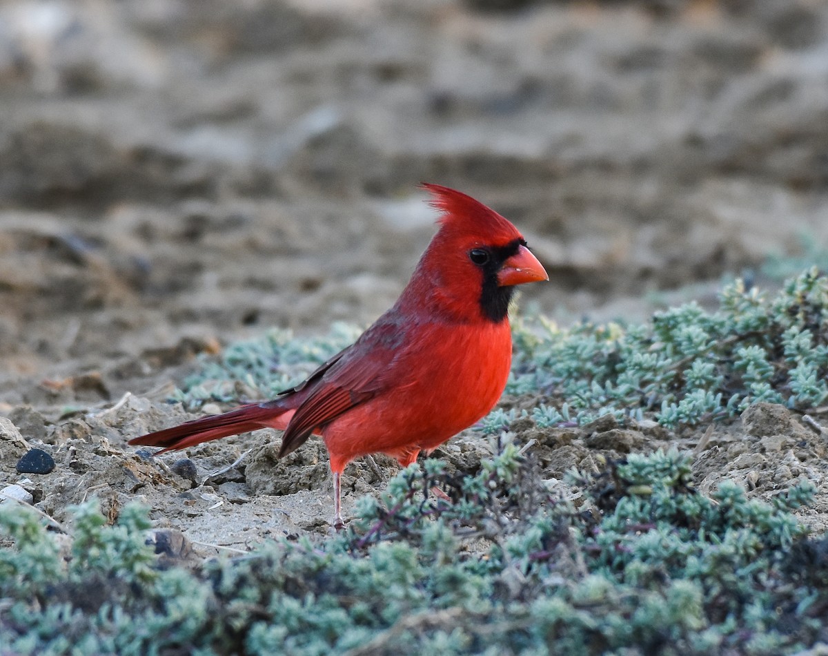 Northern Cardinal - Mauricio López