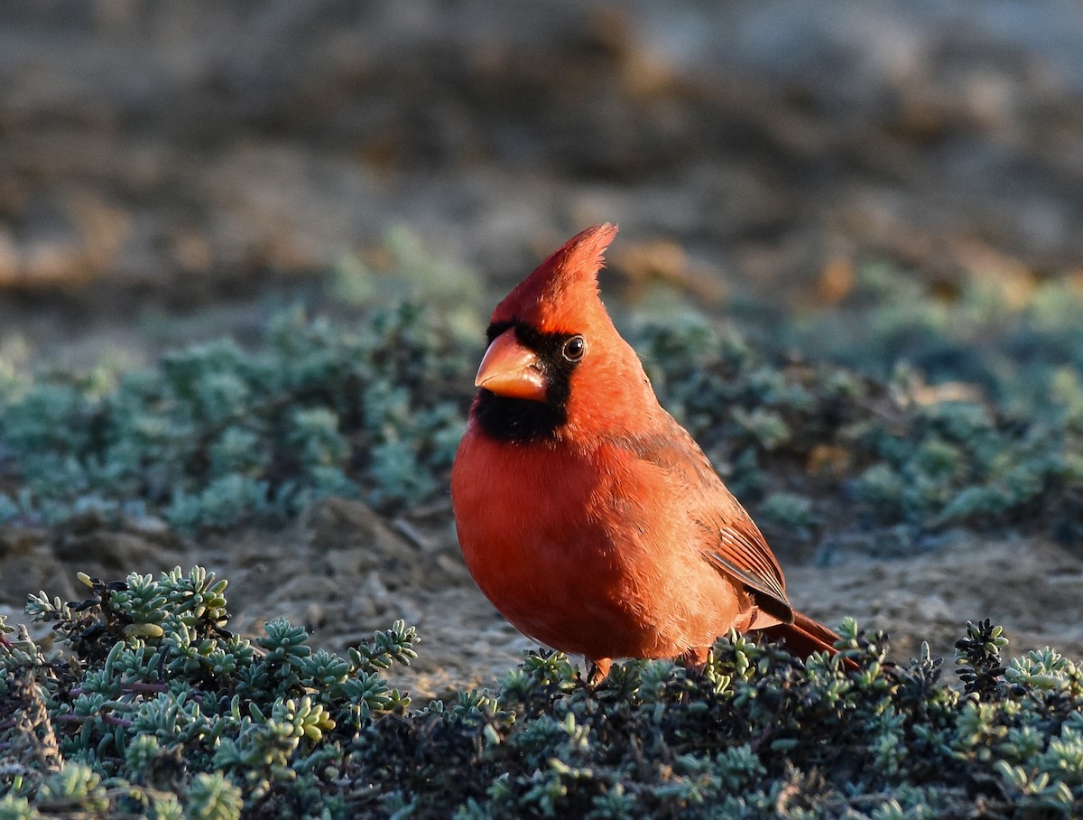 Cardinal rouge - ML190107181