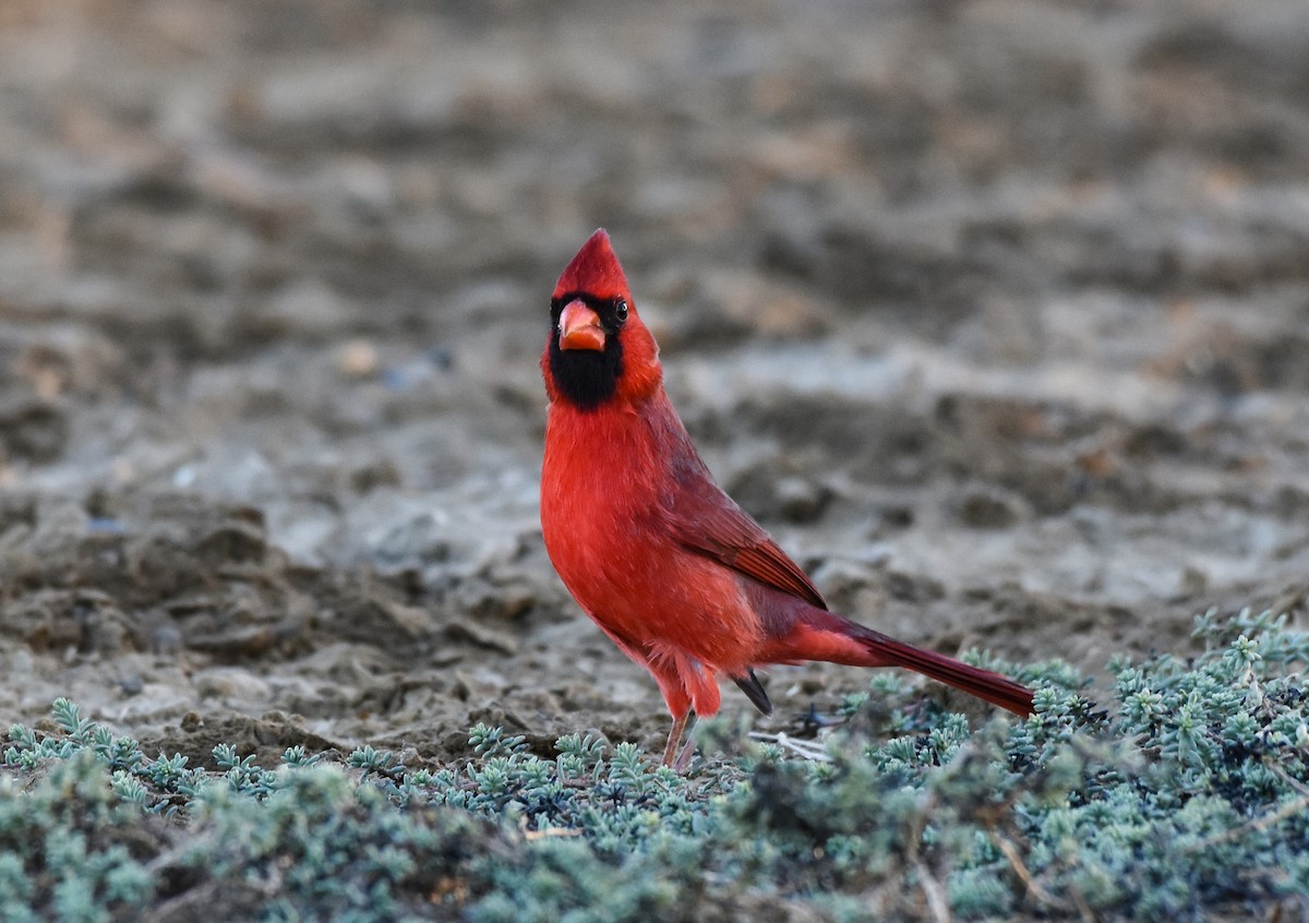 Northern Cardinal - Mauricio López