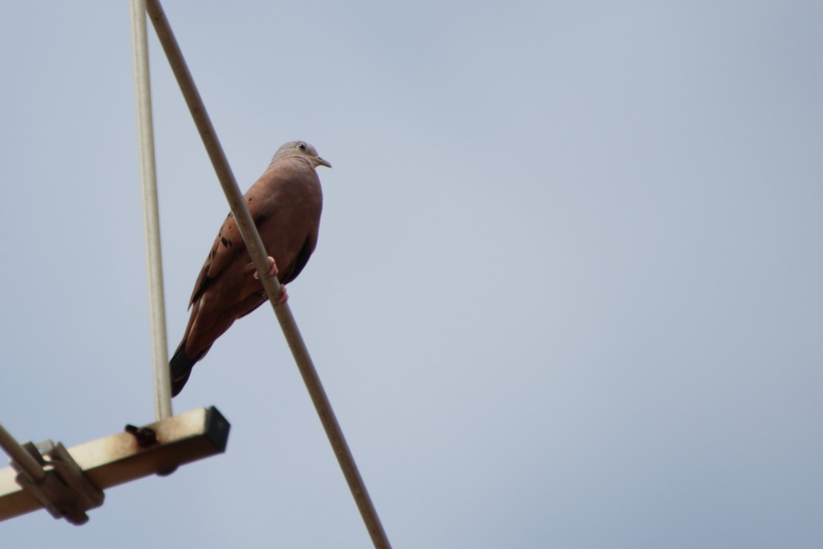 Ruddy Ground Dove - ML190107441