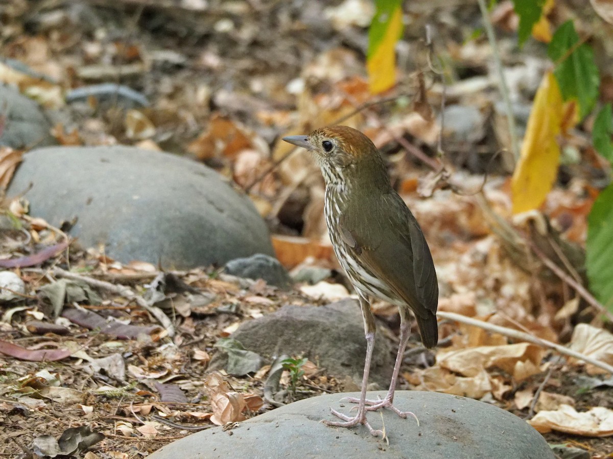 Watkins's Antpitta - ML190107851