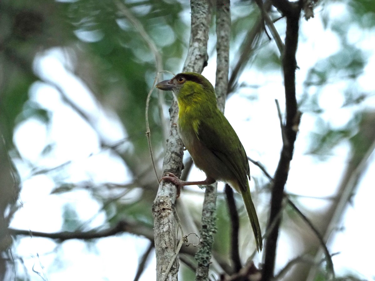 Rufous-browed Peppershrike - Scott Ramos