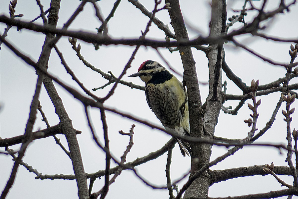 Yellow-bellied Sapsucker - Trevor Zook