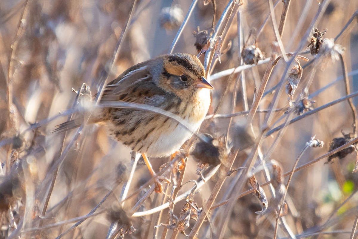 Nelson's Sparrow - ML190110841