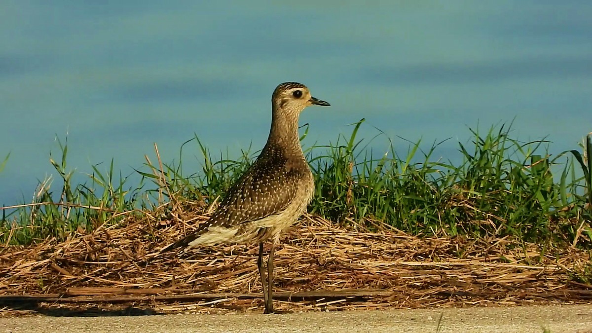 American Golden-Plover - ML190112681