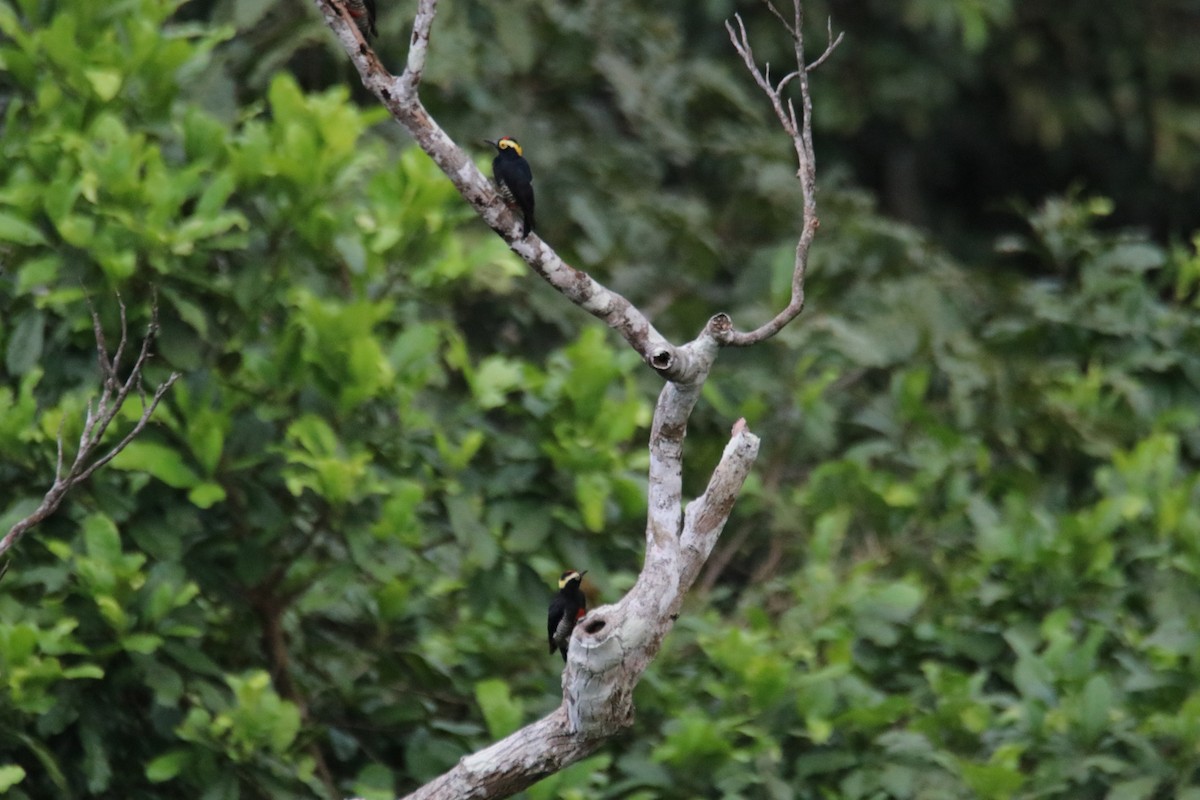 Yellow-tufted Woodpecker - ML190112751