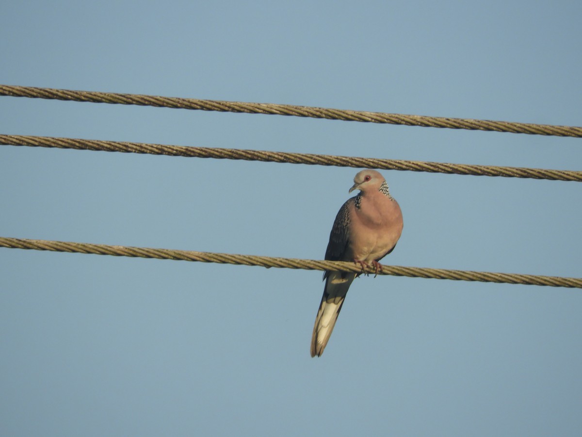 Spotted Dove - ML190115381