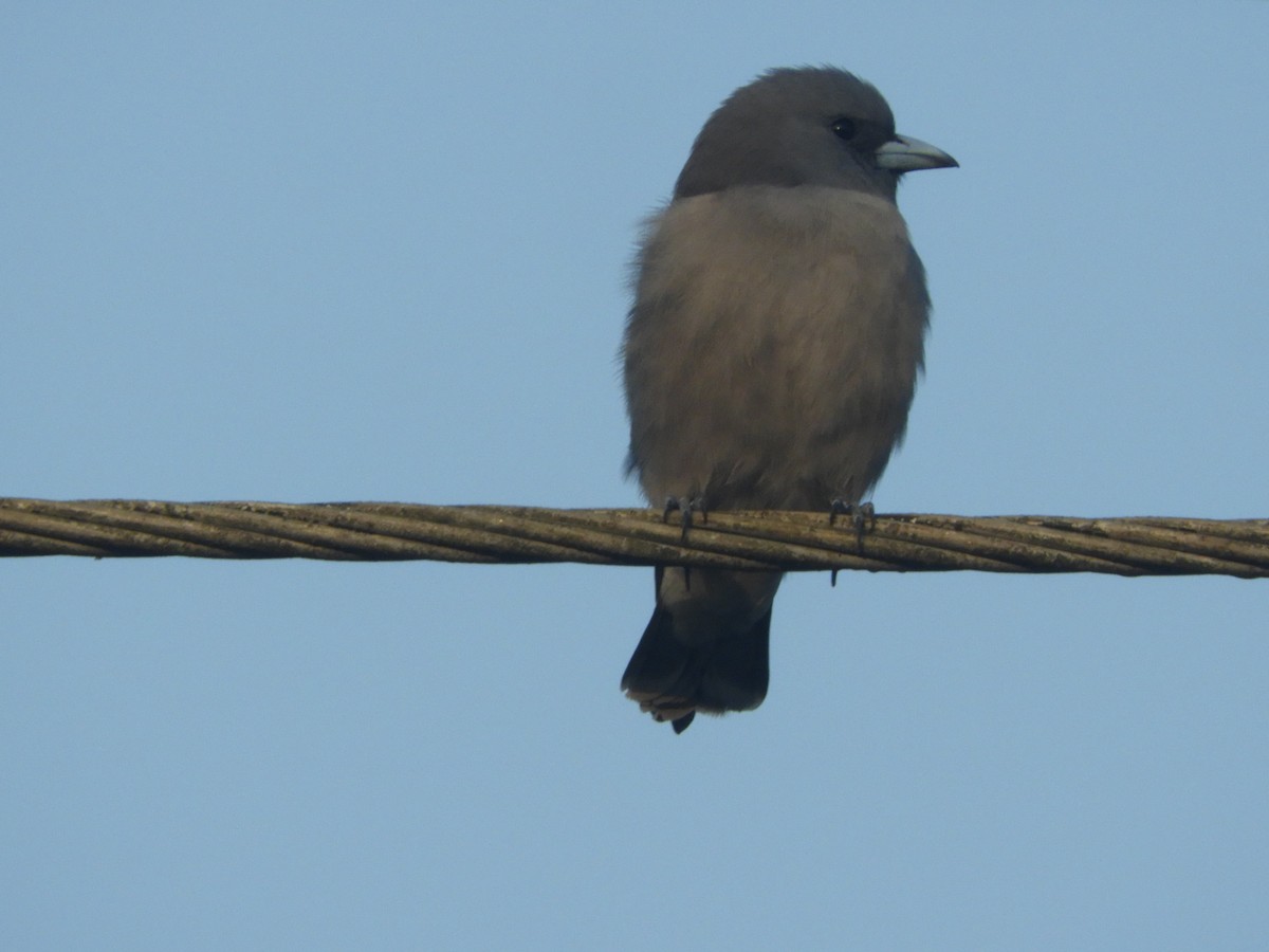 Ashy Woodswallow - ML190115981