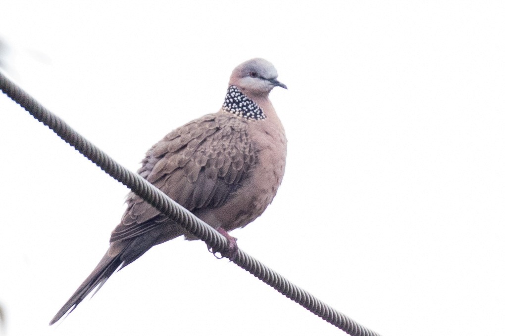 Spotted Dove - ML190116221