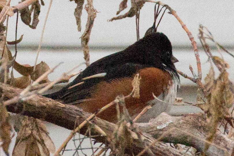 Eastern Towhee - ML190117411