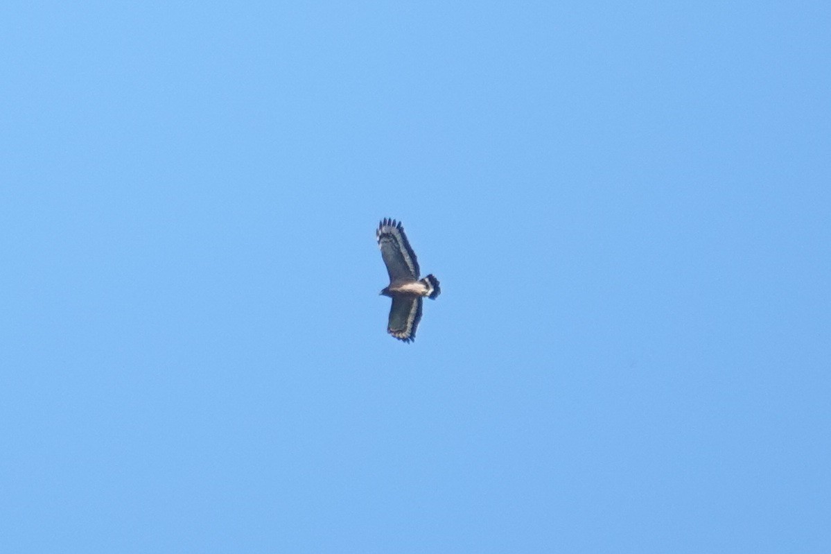 Crested Serpent-Eagle - ML190117501