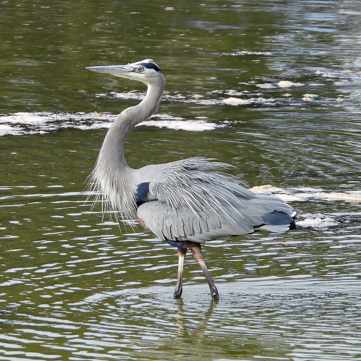 Great Blue Heron - ML190118401