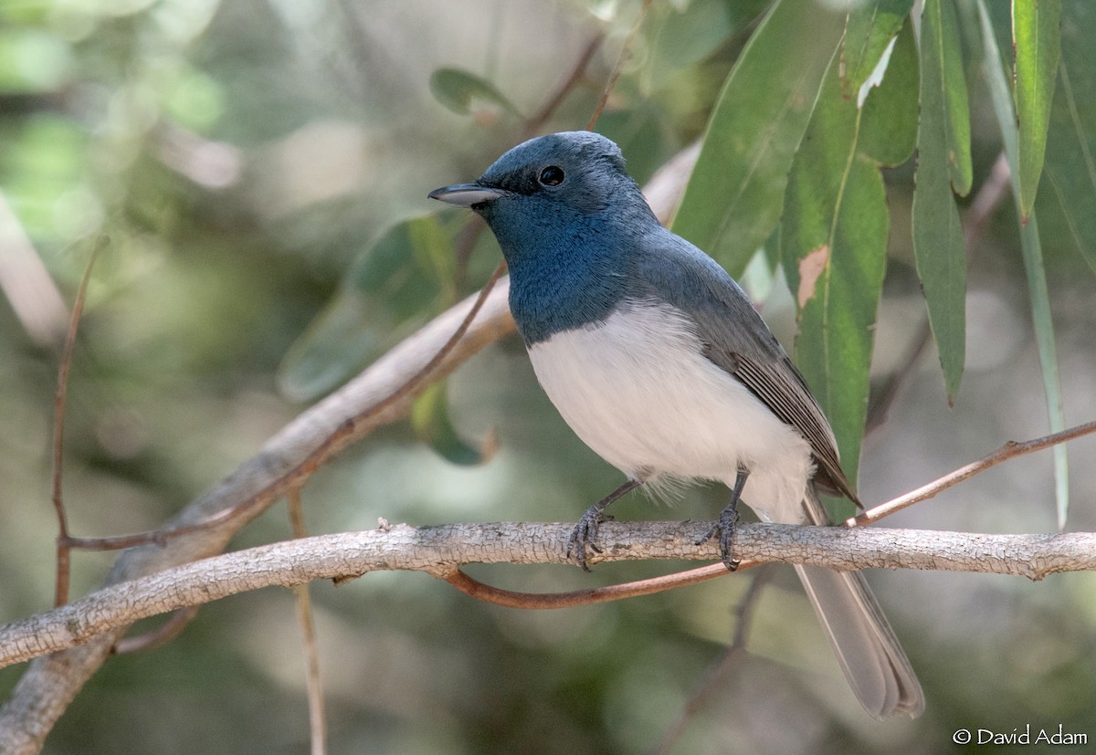 Leaden Flycatcher - David Adam