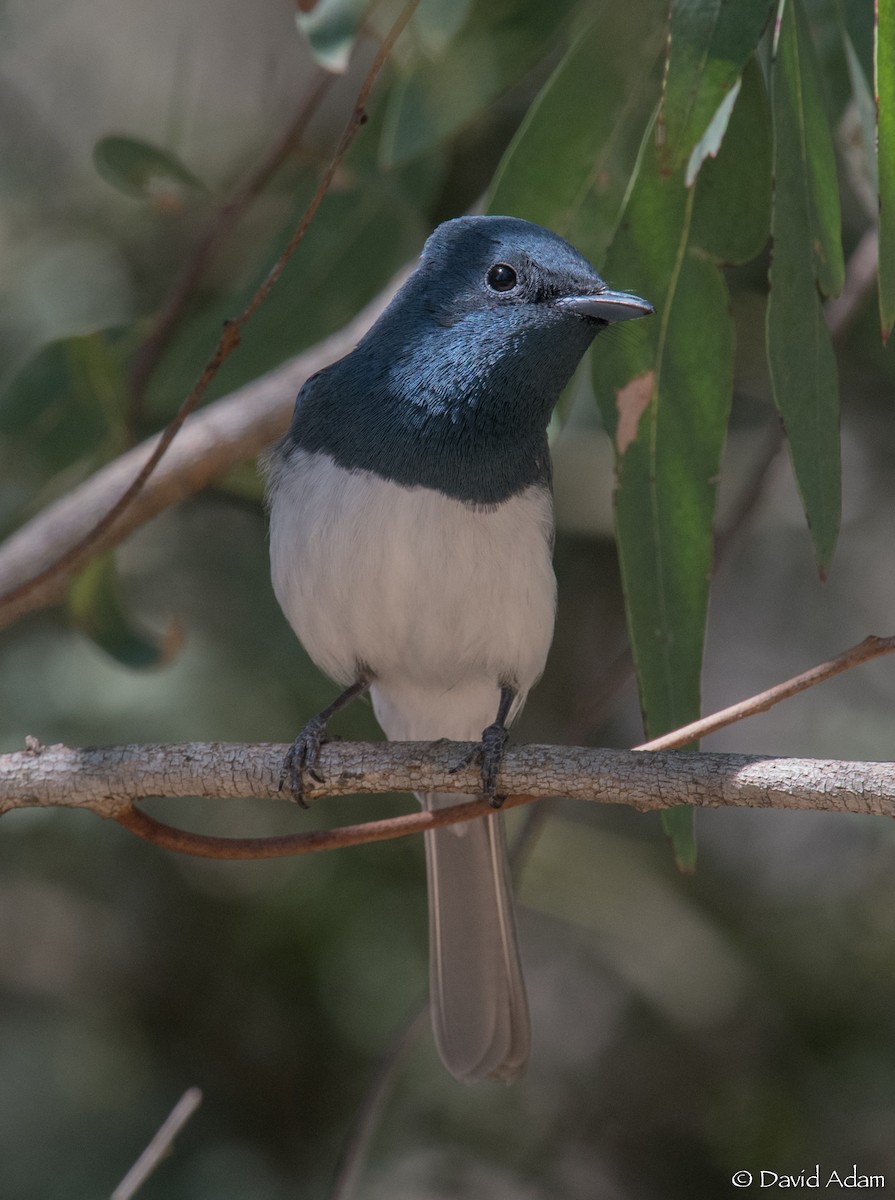 Leaden Flycatcher - David Adam