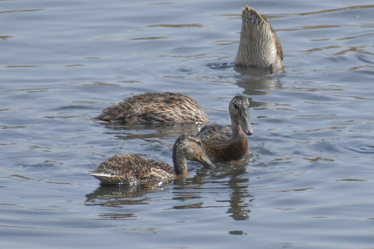 Mallard - ML190123471