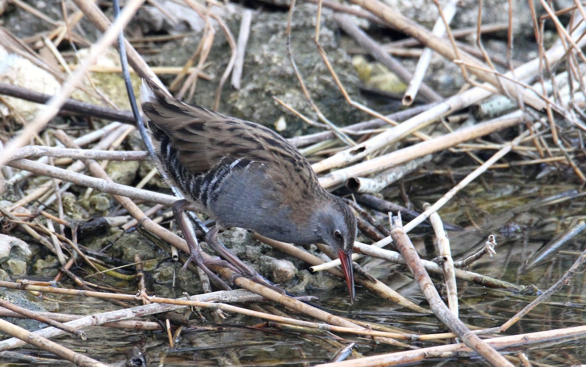 Water Rail - ML190124911