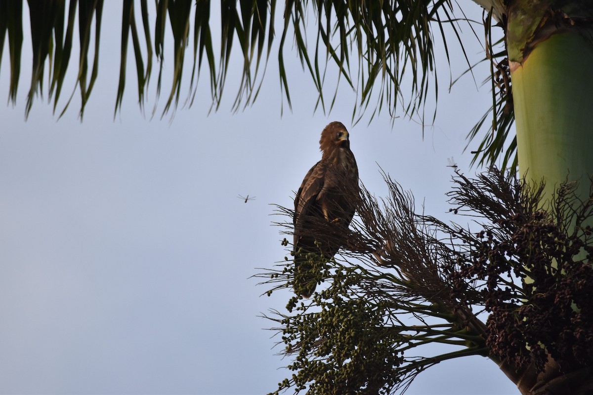 Wahlberg's Eagle - Patrick Palines