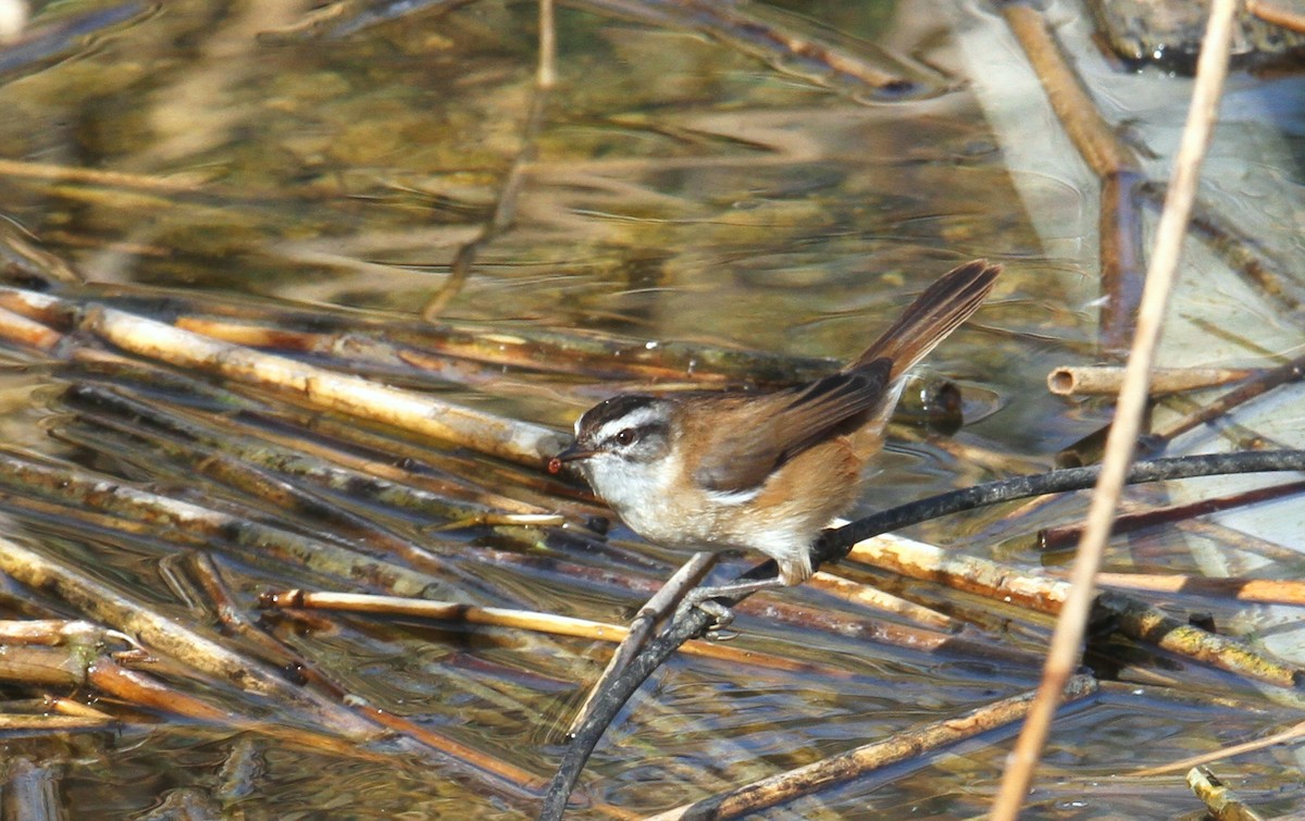 Moustached Warbler - yuda siliki