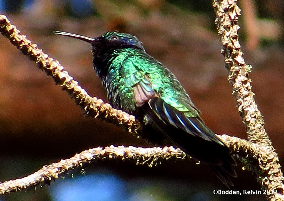 Mexican Violetear - ML190128221