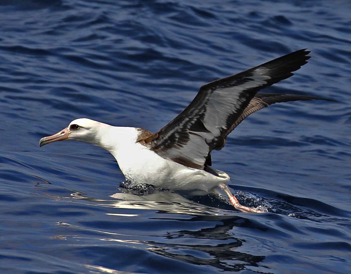 albatros laysanský - ML190128811