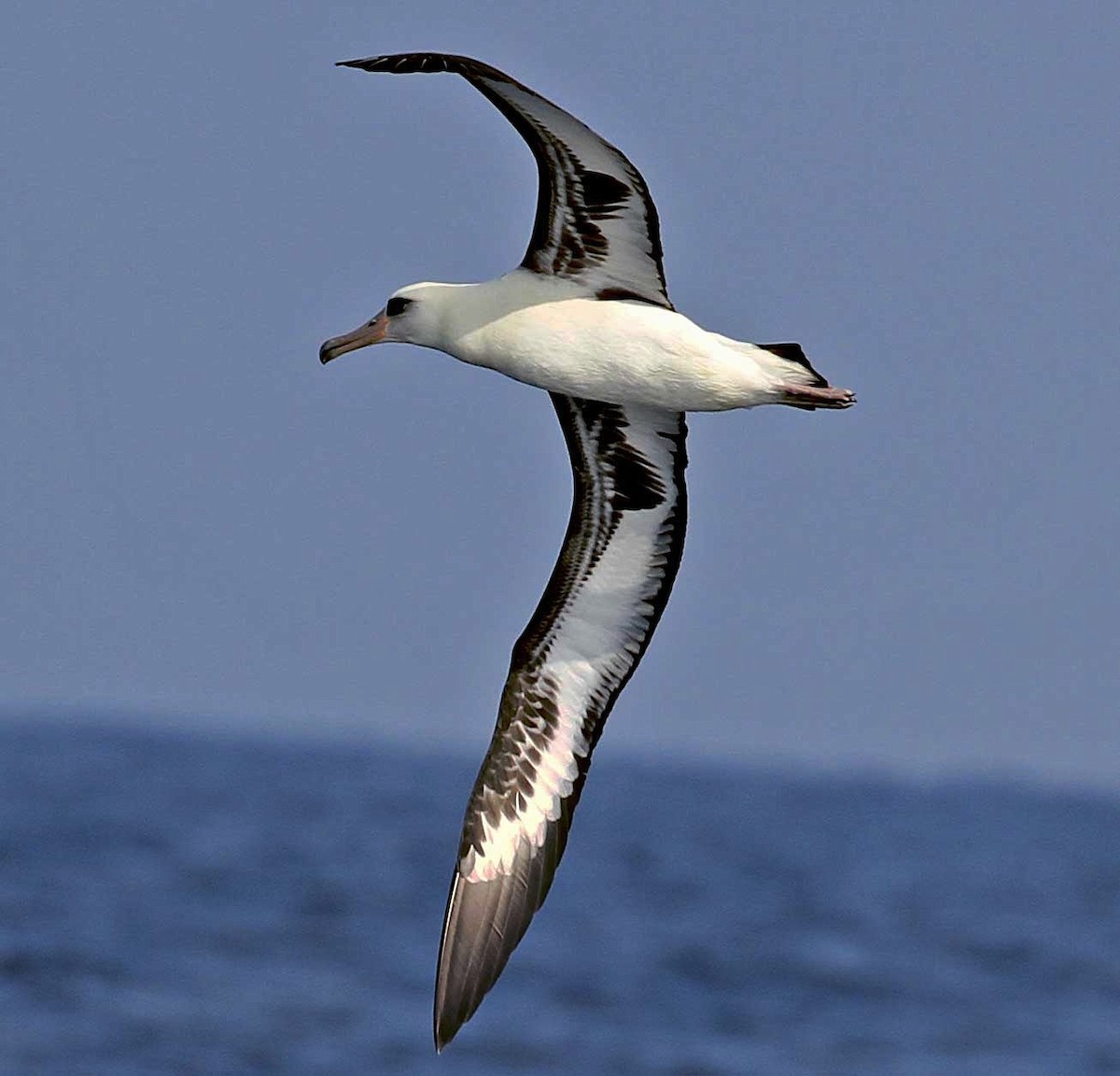 albatros laysanský - ML190129381