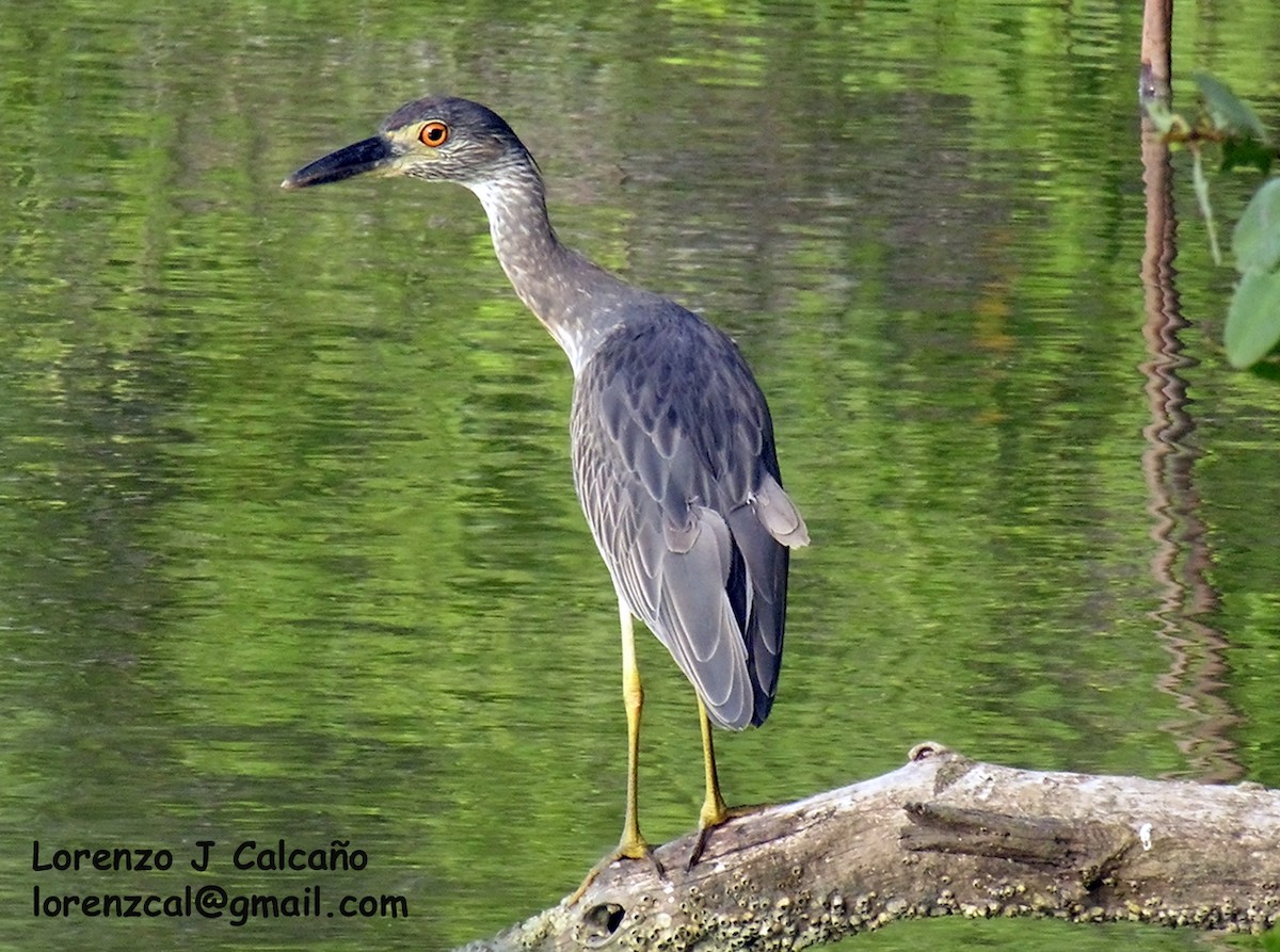 Yellow-crowned Night Heron - ML190130141