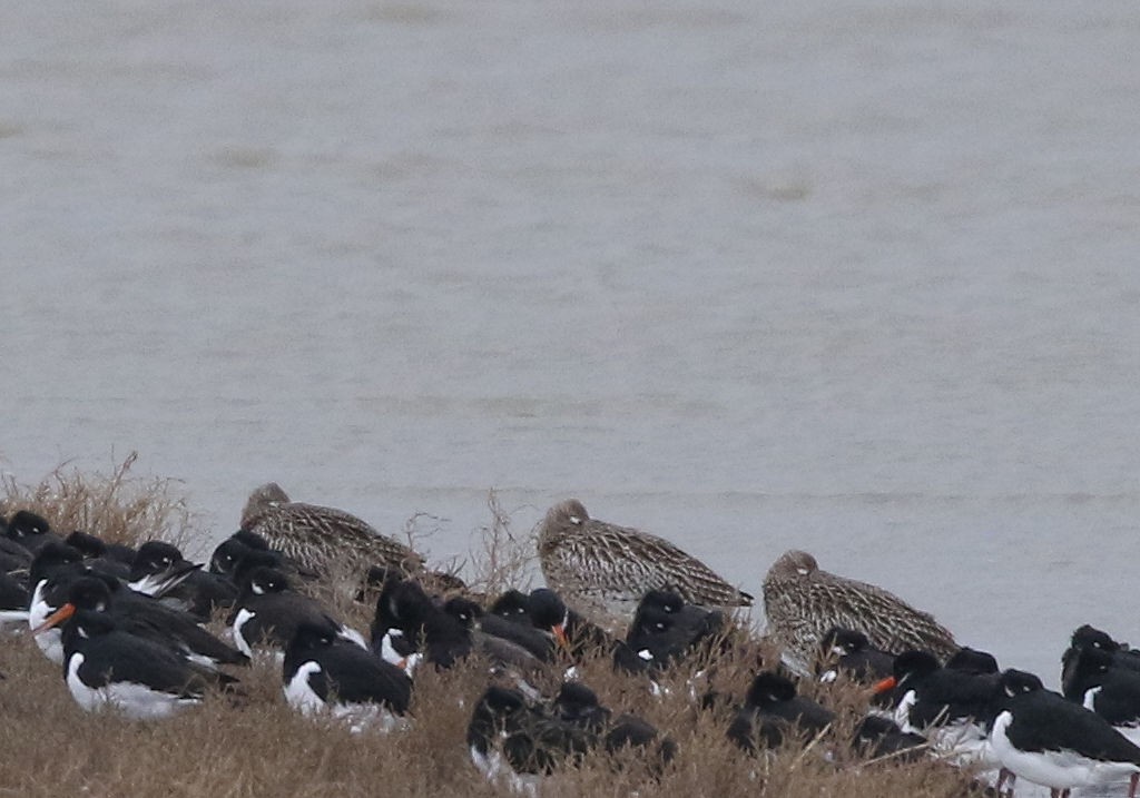 Eurasian Curlew - ML190131531