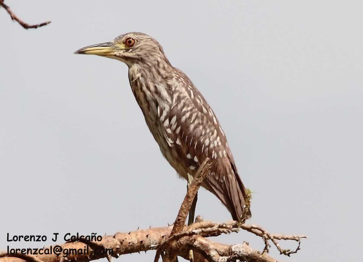 Black-crowned Night Heron - ML190131841